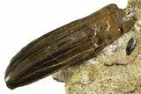 Serrated Tyrannosaur Tooth in Rock - Judith River Formation #313313-1